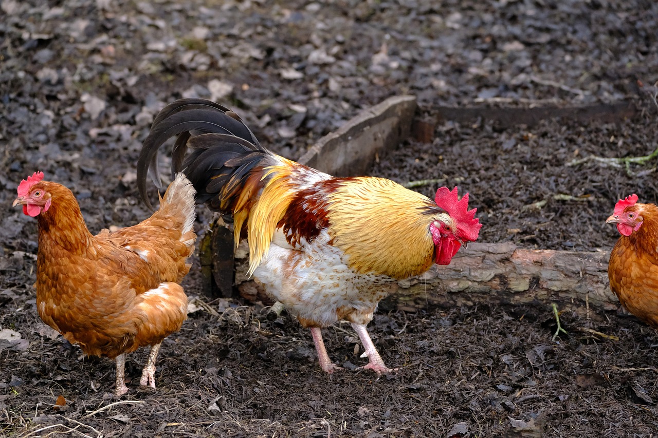 Effective Ways to Secure Your Backyard